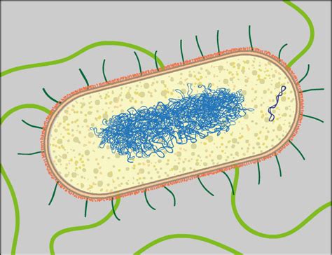 Interactive Cells Cell Image Library