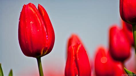 10 Wallpaper Bunga Tulip Merah Deloiz Wallpaper