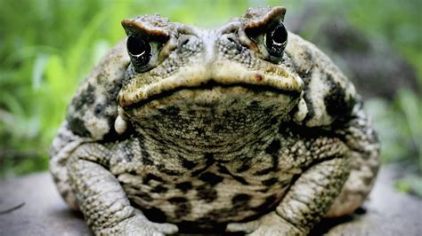 10 Big Facts About Cane Toads