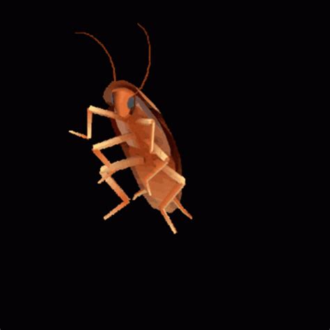 dancing cockroach s