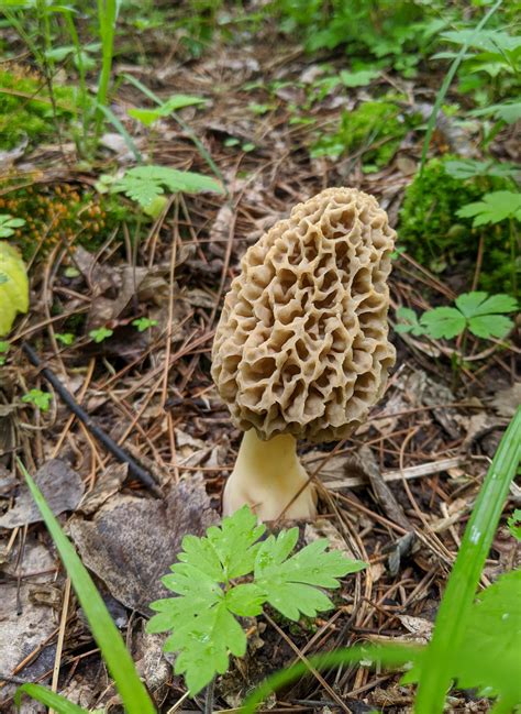 A Few Tips on Finding Morel Mushrooms - The Will to Hunt
