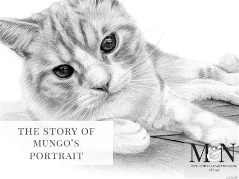 Cat Pencil Drawing Of Mungo Melanie And Nicholas Pet Portraits