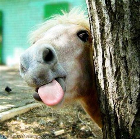 25 Hilarious Photos Of Animals Sticking Their Tongues Out Bouncy Mustard
