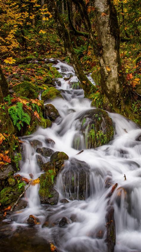 Forest Stream Waterfall During Fall 4k 5k Hd Nature Wallpapers Hd