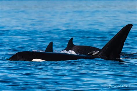 Biggs Killer Whales T137s 38as 35as Spirit Of Orca