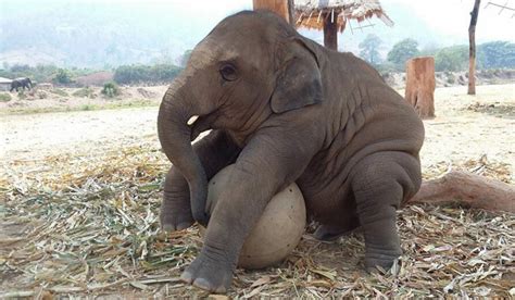 Baby Elephant Play With Everything They See Elephant