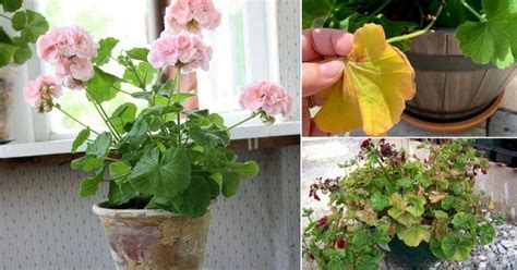 Geranium Leaves Turning Yellow And Brown Apply These 7 Things And See