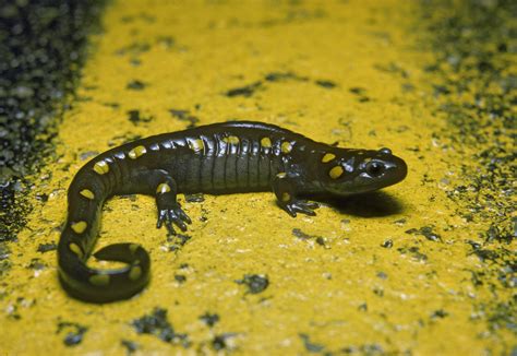 The Elusive Spotted Salamander Finger Lakes Land Trust