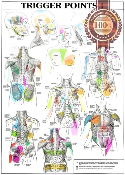 Copyright 2019 anatomy360 site development by the ecommerce seo leaders | all rights reserved. NEW TRIGGER POINTS 1 ONE I ANATOMICAL DIAGRAM CHART ANATOMY PRINT PREMIUM POSTER | eBay