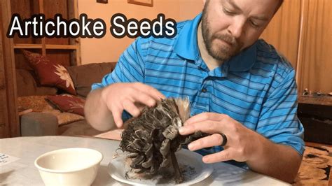 Harvesting Artichoke Seeds How To Save Artichoke Seeds Youtube