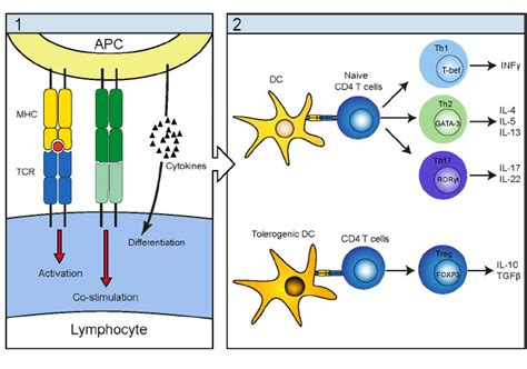 Schematic Illustration Of The Antigen Presenting Cells Apc Antigen