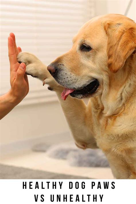 Healthy Dog Paws Vs Unhealthy And How To Tell Them Apart