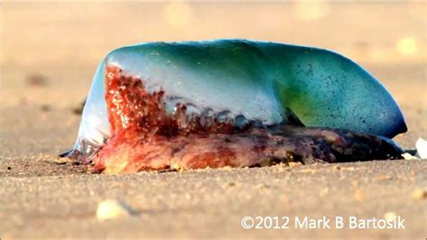 Portuguese Man O War Washed Ashore And Dying On The Beach Youtube