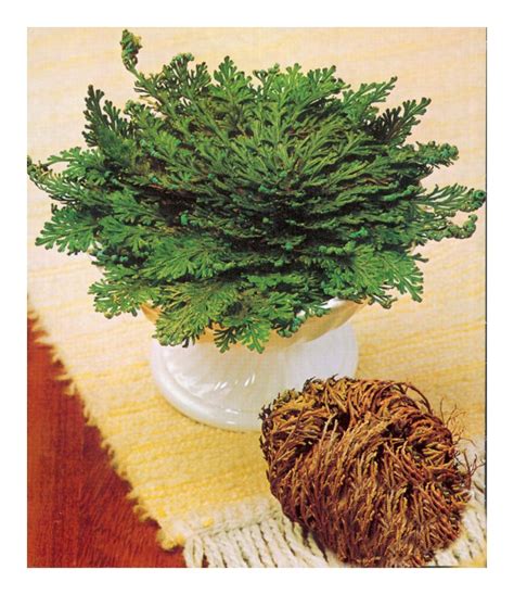 >>> les molières (france 2) : Rose de Jericho - Lot de 2 Roses de Jerico - bulbes divers ...