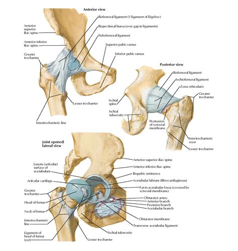 Movement And Function Of Hip Joint Nerve Supply