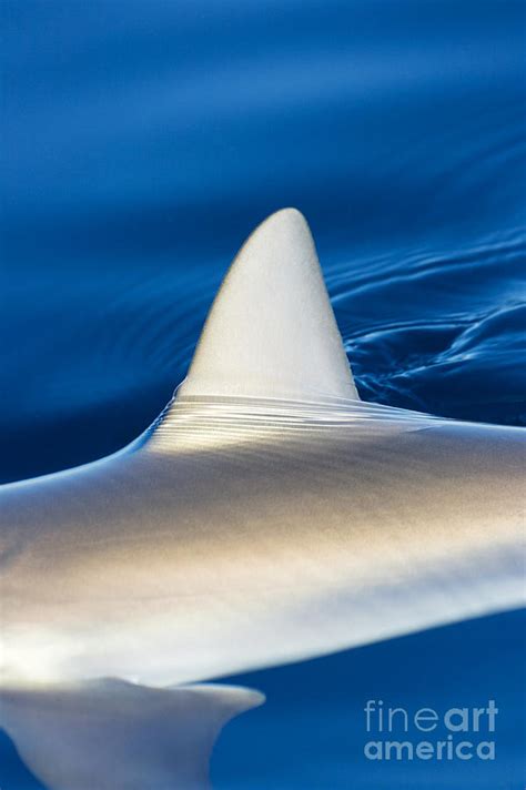 Smooth Shark Fin Photograph By Dave Fleetham Printscapes Fine Art