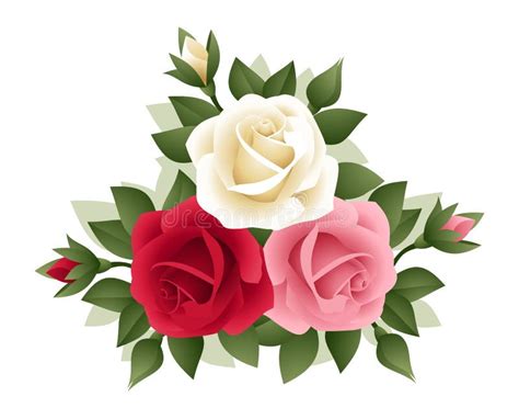 Ilustração Do Vetor De Rosas Cor de rosa Ilustração do Vetor