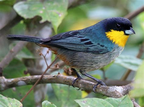 Yellow Throated Tanager Ebird