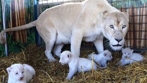 Four Rare White Lion Cubs Born At Circus In Germany Bbc News