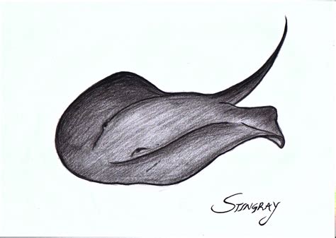 A Black And White Drawing Of A Sting Ray