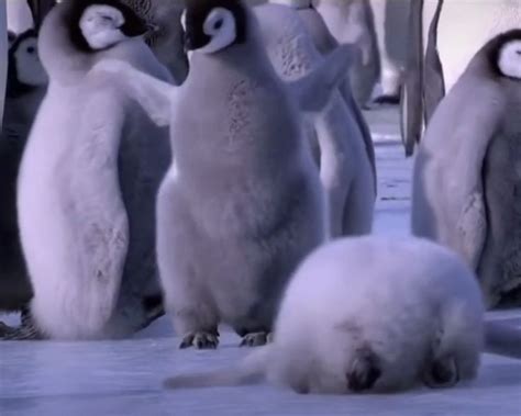 Penguins Are So Funny Cute And Clumsy Falling Over 😍 Video In 2021 Funny Penguin Videos