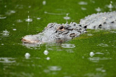 Man Found Dead In South Carolina Pond With Alligator Bite Marks