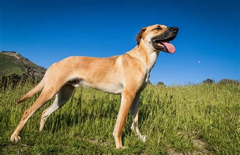 Black Mouth Cur Ultimate Guide Pictures Characteristics And Facts