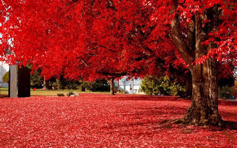 Amazing Red Tree Hd Nature Wallpapers For Mobile And Desktop