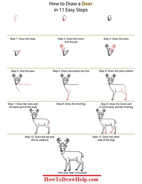 Learn How To Draw A Deer 15 Easy Tutorials And Drawings The Things