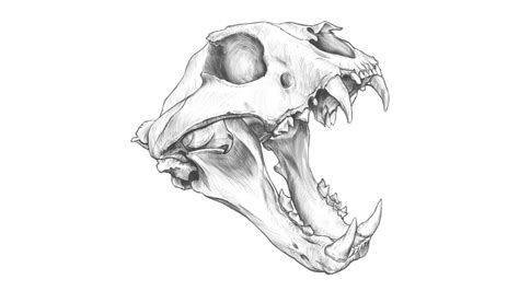 Tiger Skull Drawing Youtube