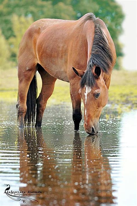 ideas  bay horse  pinterest running   rain montana   horses