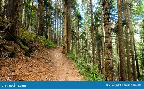 Wild Green Woods In Mountain Ridge Touristic Ground Path Photo Of