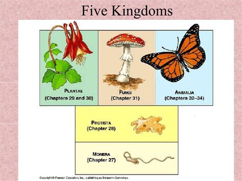 Ppt Classification Of Living Things Powerpoint Presentation Free Download Id 5473764
