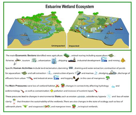 Conceptual Diagram Summarising The Findings Showing An Estuarine
