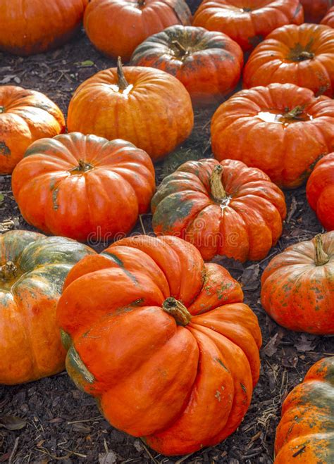 Autumn Pumpkins Stock Photo Image Of Thanksgiving