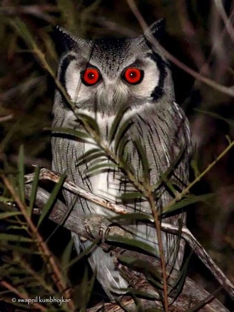 Red Eyes Owl Bird Owl Beautiful Owl
