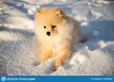 Pomeranian Dog On Snow Stock Image Image Of Active 156484251
