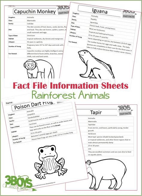 Rainforest Animals Fact Files 3 Boys And A Dog Shop