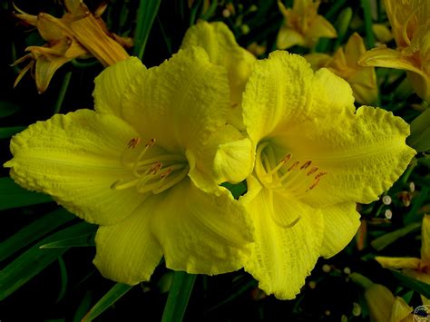 Symmentrical Day Lilies Very Pretty Chad Horwedel Flickr