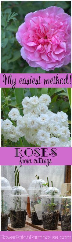 Easiest Way To Root Roses From Cuttings Rooting Roses Rose Cuttings