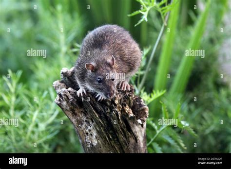 Animal Wildlife Rat Hi Res Stock Photography And Images Alamy