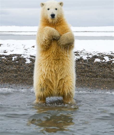 Dancing Polar Bear 5 Pics I Love Funny Animal Sweet Funny Animal