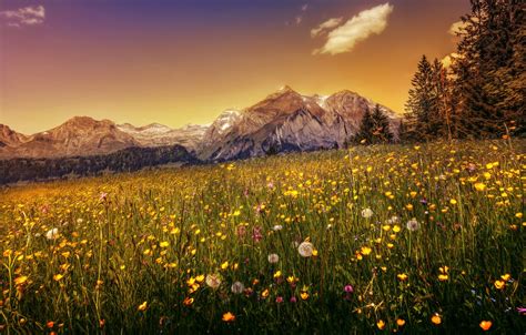 Wallpaper Grass Trees Flowers Mountains Switzerland Alps Hdr