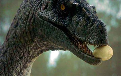 Dinosaurs laid eggs in clusters, sometimes in a spiral in a nest they dug out and covered over with vegetation the biggest are 18 inches long and the smallest are the size of tennis balls. Dinosaur eggs may have been part of the reason they went ...