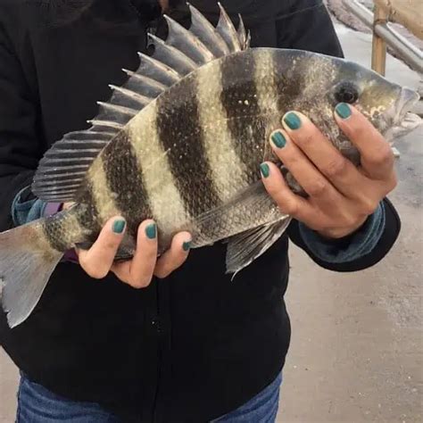List Of Fish Species In Lake Pontchartrain 2023 Updated Pond Informer
