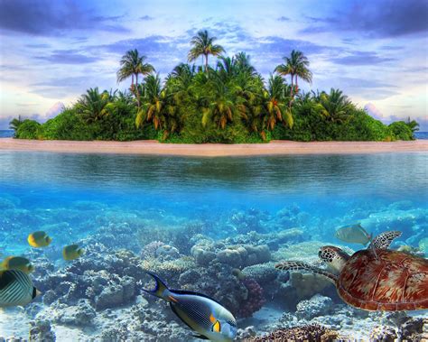 Free Download Marine Life Tropical Island Ultra Hd 4k Wallpaper Hd