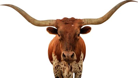 Longhorn Png Longhorn Transparent Background Freeicon