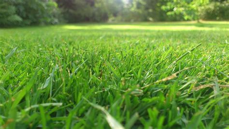 It depends on the time of the year. How much does it cost to mow a lawn? | 2020 Cost Guide ...