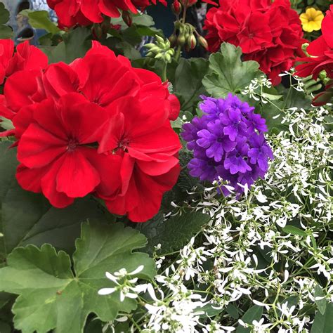 Pelargonium Boldly Dark Red Buy Geranium Annuals Online