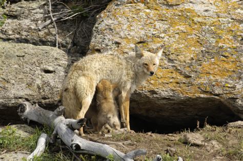 Mother Coyote Nursing Puppies Stock Photo Download Image Now Istock